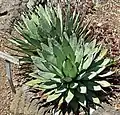 Agave macroacantha 八荒殿