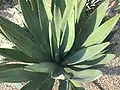 Agave murpheyi