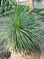 Agave stricta