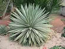 Agave angustifolia 狹葉龍舌蘭