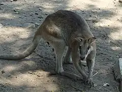 沙大袋鼠（英语：）