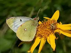 菲雲豆粉蝶Colias phicomone