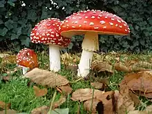 傘菌 Amanita muscaria的擔子果。