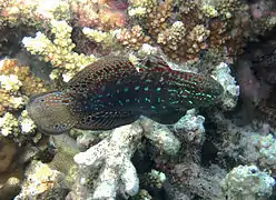 Amblygobius semicinctus