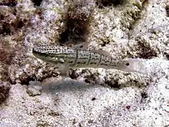 Amblygobius albimaculatus