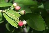 加拿大花楸莓（英语：）Canadian serviceberry