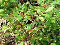 矮花楸莓（英语：）Low serviceberry