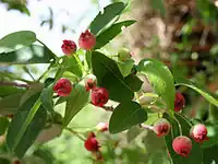 光滑花楸莓（英语：）Smooth serviceberry