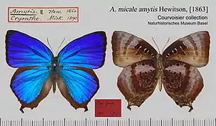 米卡嬈灰蝶Arhopala micale