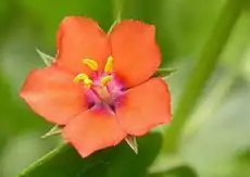 Anagallis arvensis