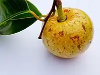 圓滑番荔枝Pond apple