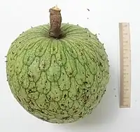 山刺番荔枝Mountain soursop