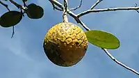 海灘番荔枝（英语：）Beach sugar-apple