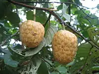 非洲番荔枝（英语：）African custard-apple