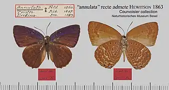 環嬈灰蝶Arhopala annulata