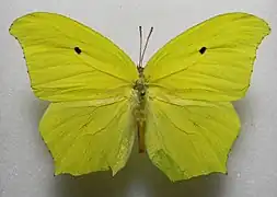 中美角翅大粉蝶Anteos maerula