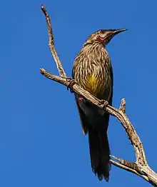 红垂蜜鸟（Anthochaera carunculata）