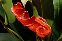 火鹤花（Anthurium scherzerianum）