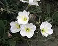 Oenothera deltoides ssp. howellii