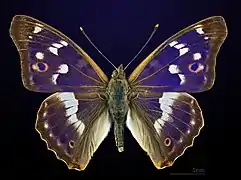 ♂ Apatura ilia ilia