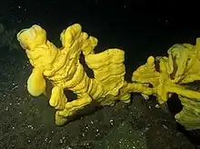 A yellow sea sponge in dark waters