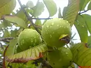 芭樂Guava