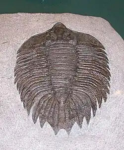 Arctinurus boltoni