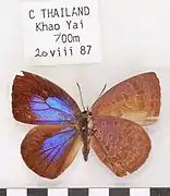 無尾嬈灰蝶Arhopala arvina