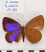 金嬈灰蝶Arhopala aurea