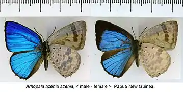 Arhopala azenia