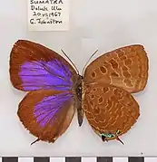 娥嬈灰蝶Arhopala eumolphus