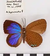 下嬈灰蝶Arhopala hypomuta