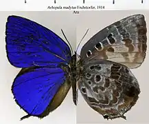 馬杜嬈灰蝶Arhopala madytus