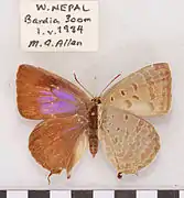 酒嬈灰蝶Arhopala oenea