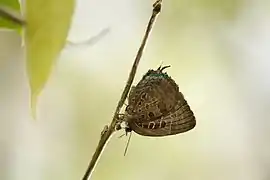 阿來嬈灰蝶Arhopala araxes