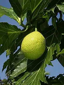 麵包果Breadfruit