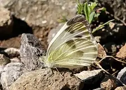 克萊粉蝶Pieris krueperi