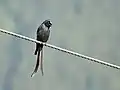 longicaudatus (8000 ft,  Kullu)