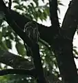 at Jayanti in Buxa Tiger Reserve in Jalpaiguri district of West Bengal, India.