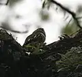 at Jayanti in Buxa Tiger Reserve in Jalpaiguri district of West Bengal, India.