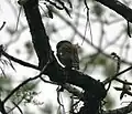 at Jayanti in Buxa Tiger Reserve in Jalpaiguri district of West Bengal, India.