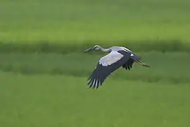 钳嘴鹳在加尔各答市郊的河流湿地上空飞行