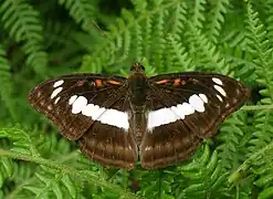 新月帶蛺蝶A. selenophora♂