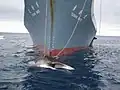 Sister ship Yūshin Maru with a Whale