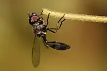 Baccha (hoverfly)（英语：）