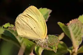 高黃粉蝶Eurema elathea