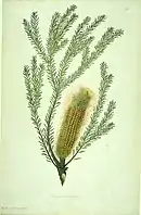 Banksia ericifolia watercolour from Bank's Florilegium.jpg