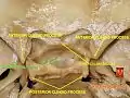 Base of skull - tuberculum sellae and hypophyseal fossa