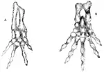 無尾目動物的前後足骨骼。