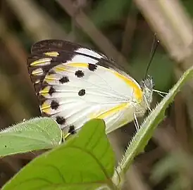 寂靜貝粉蝶Belenois calypso